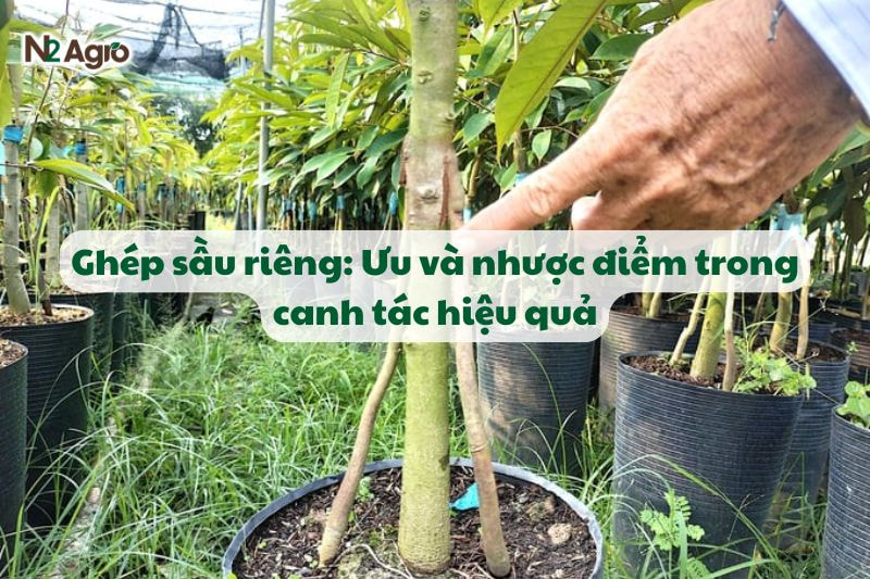 ghep sau rieng uu va nhuoc diem trong canh tac hieu qua N2Agro