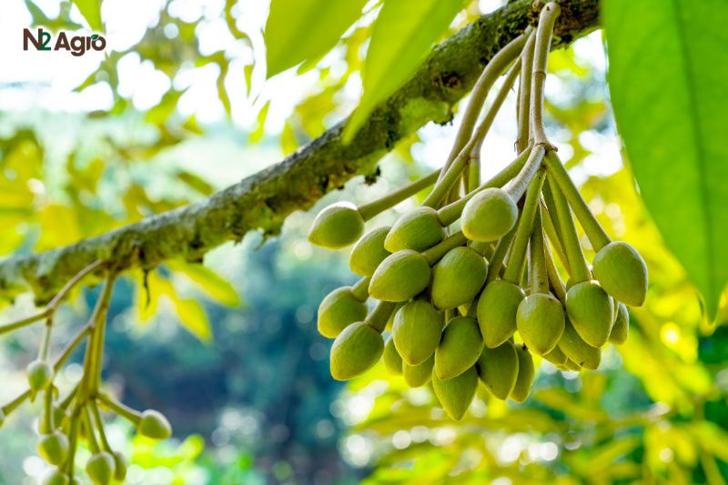 Kỹ thuật chăm sóc sầu riêng giai đoạn ra hoa – Đảm bảo năng suất và chất lượng ky thuat cham soc sau rieng giai doan ra hoa (2) N2Agro