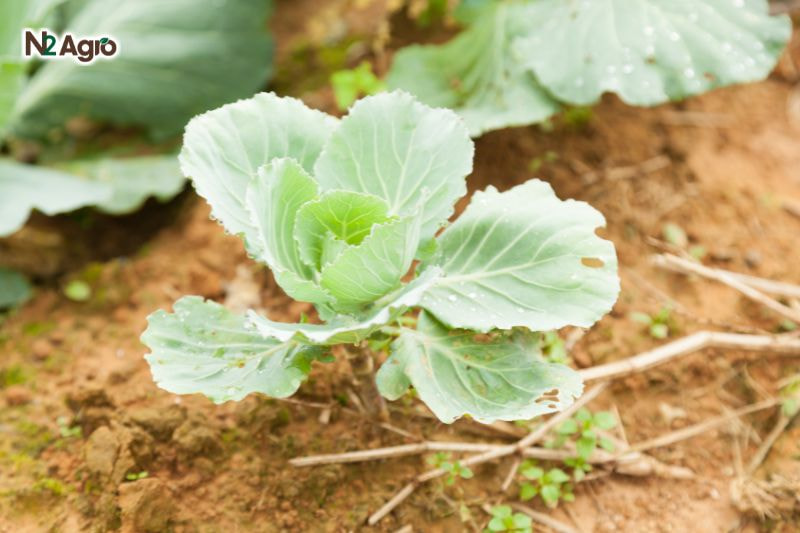 Kỹ thuật chọn giống bắp cải – Bước đầu tiên quyết định đến năng suất vụ mùa ky thuat chon giong bap cai