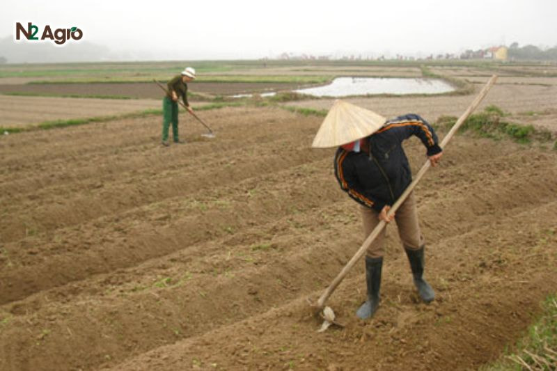 Kỹ thuật làm đất trồng đậu que: Bí quyết để cây khỏe mạnh và năng suất cao Cày xới đất sâu 20-25 cm, đập nhỏ đất tăng độ tơi xốp cho đất hiện nay.