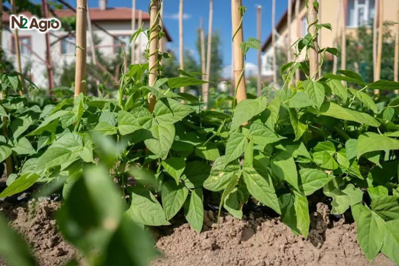 Kỹ thuật làm đất trồng đậu que: Bí quyết để cây khỏe mạnh và năng suất cao Mùa mưa lên luống cao 20-25 cm để thoát nước tốt, tránh ngập úng làm thối rễ đậu que