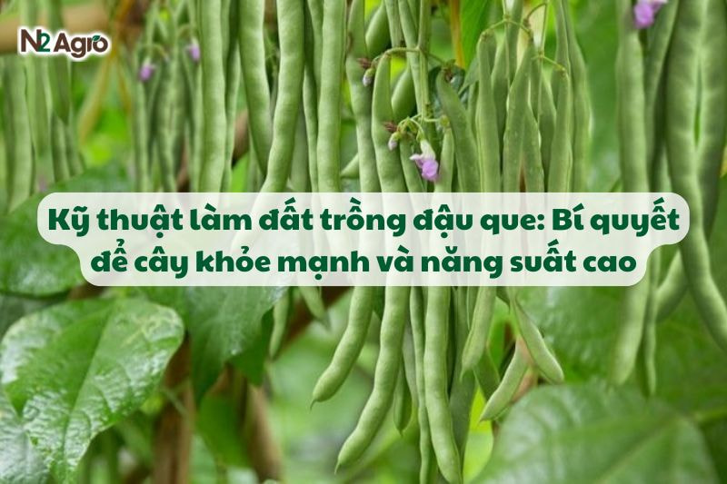 ky thuat lam dat trong dau que bi quyet de cay khoe manh va nang suat cao N2Agro
