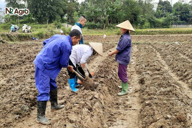 Kỹ thuật làm đất trồng xà lách: Bí quyết để cây phát triển khỏe mạnh và năng suất cao Cày xới đất sâu 15-20 cm, đập nhỏ đất, phơi nắng 5-7 ngày để diệt vi khuẩn, nấm mốc, tăng độ tơi xốp cho đất