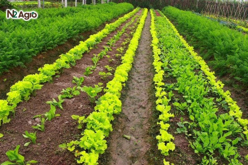 Kỹ thuật làm đất trồng xà lách: Bí quyết để cây phát triển khỏe mạnh và năng suất cao Lên luống cao 15-20 cm mùa mưa, rộng 1-1,2 m, rãnh 20-25 cm để thoát nước tốt, tránh ngập úng