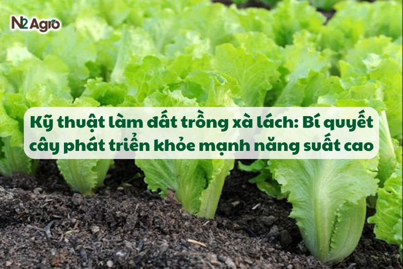 ky thuat lam dat trong xa lach bi quyet cay phat trien khoe manh nang suat cao N2Agro