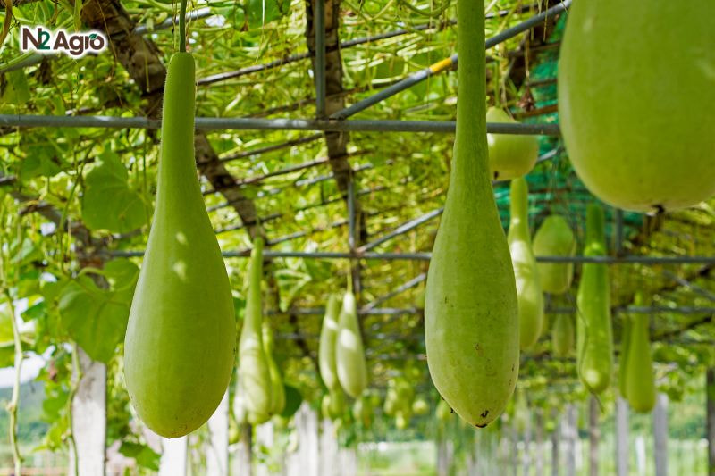 Kỹ thuật trồng bầu – Bí quyết để đạt vụ mùa năng suất và chất lượng cao ky thuat trong bau bi quyet de dat vu mua nang suat (2) N2Agro
