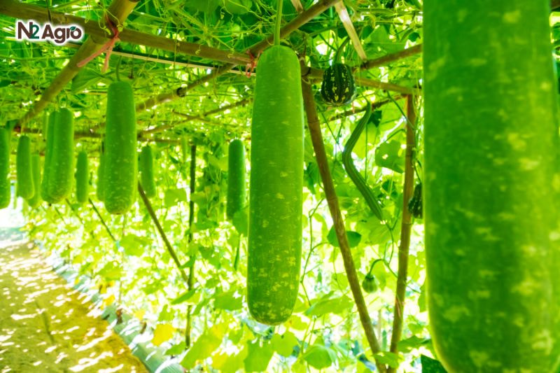 Kỹ thuật trồng bầu – Bí quyết để đạt vụ mùa năng suất và chất lượng cao ky thuat trong bau bi quyet de dat vu mua nang suat (4) N2Agro