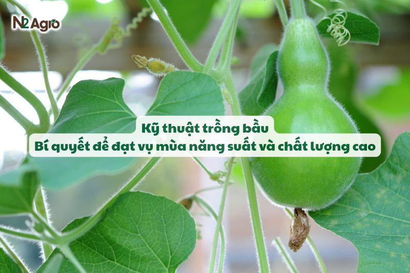 ky thuat trong bau bi quyet de dat vu mua nang suat N2Agro