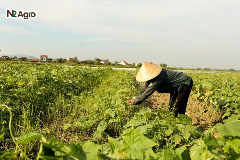 Kỹ thuật trồng dưa leo: Bí quyết để đạt năng suất cao và chất lượng tốt Làm cỏ định kỳ 2-3 lần/vụ, nhổ sạch cỏ dại cạnh tranh dinh dưỡng, giữ vườn thông thoáng, giảm nguy cơ sâu bệnh