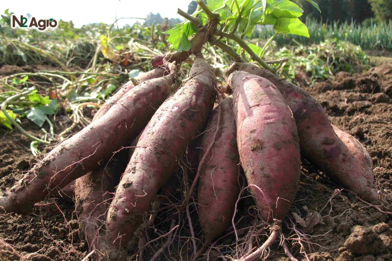 Kỹ thuật trồng khoai lang cho năng suất cao, củ to đều ky thuat trong khoai lang