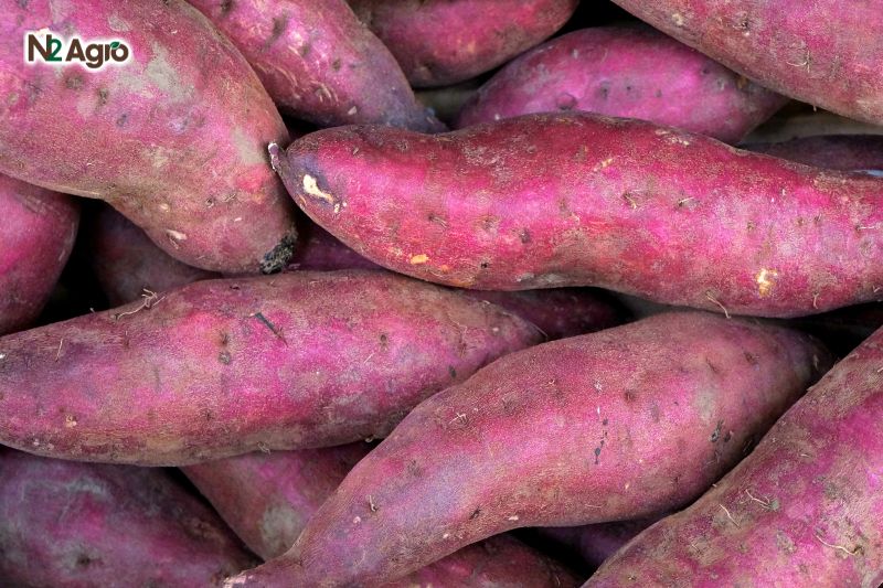 Kỹ thuật trồng khoai lang cho năng suất cao, củ to đều ky thuat trong khoai lang