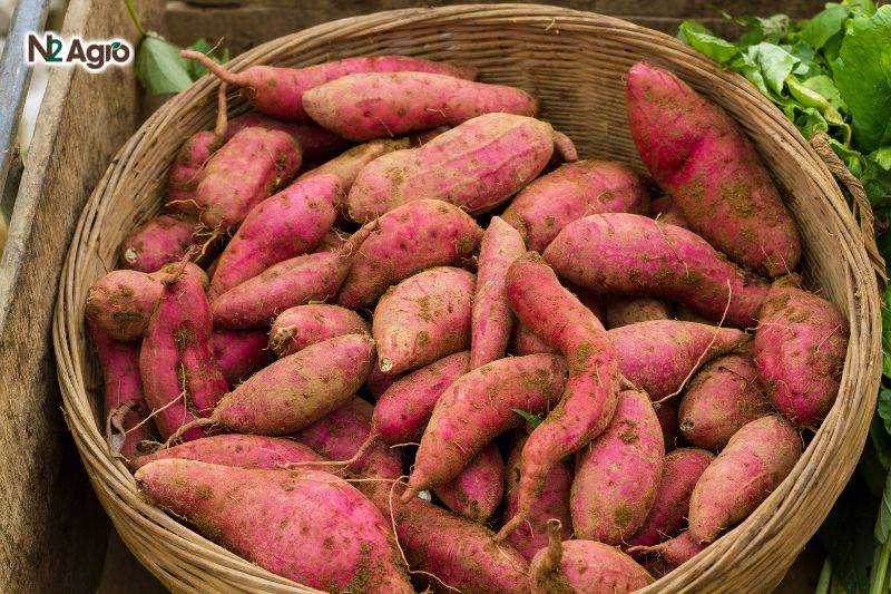 Kỹ thuật trồng khoai lang cho năng suất cao, củ to đều ky thuat trong khoai lang