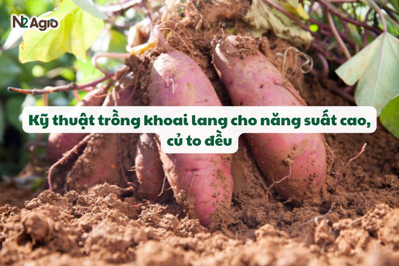 ky thuat trong khoai lang