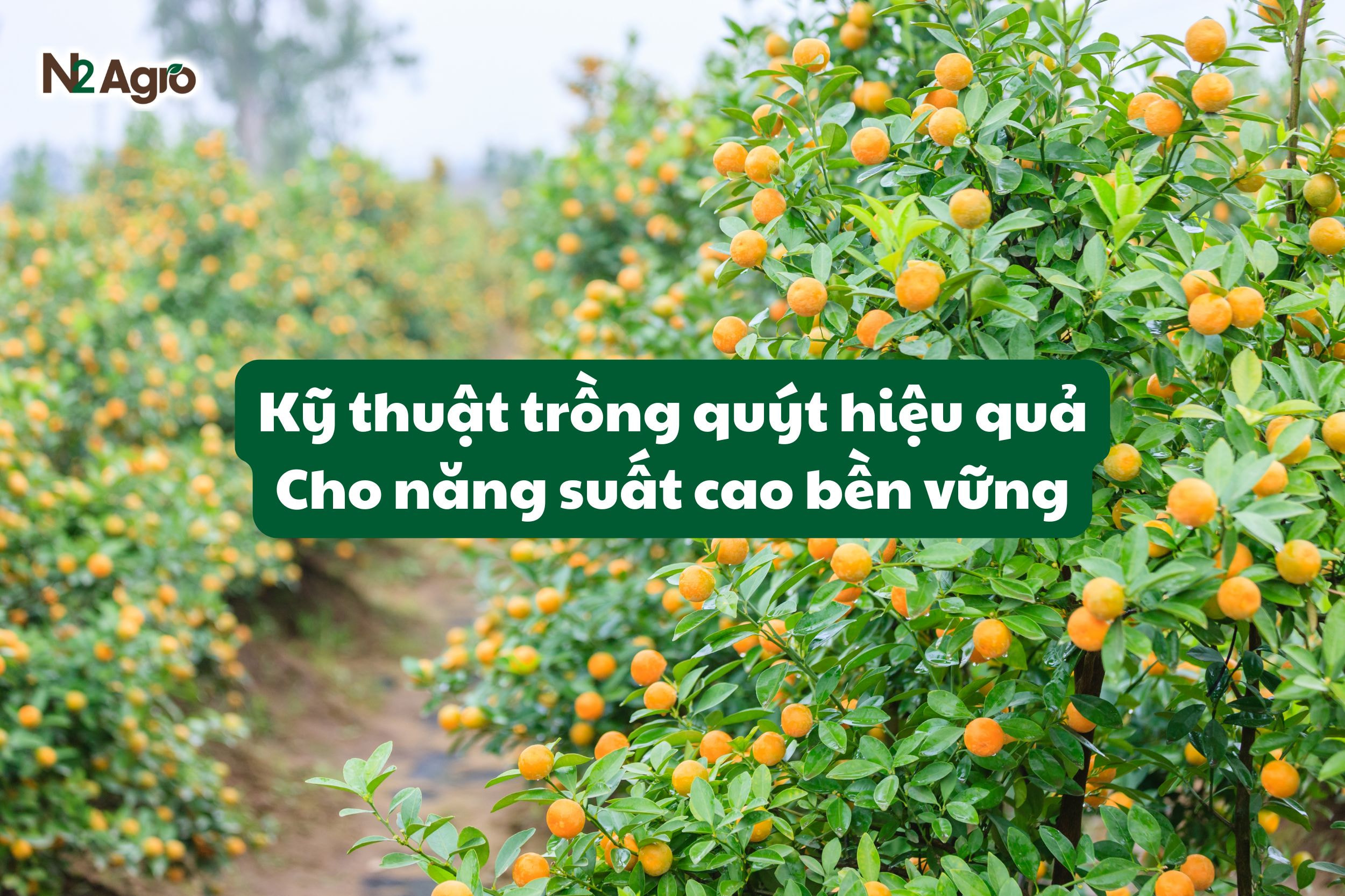 ky thuat trong quyt