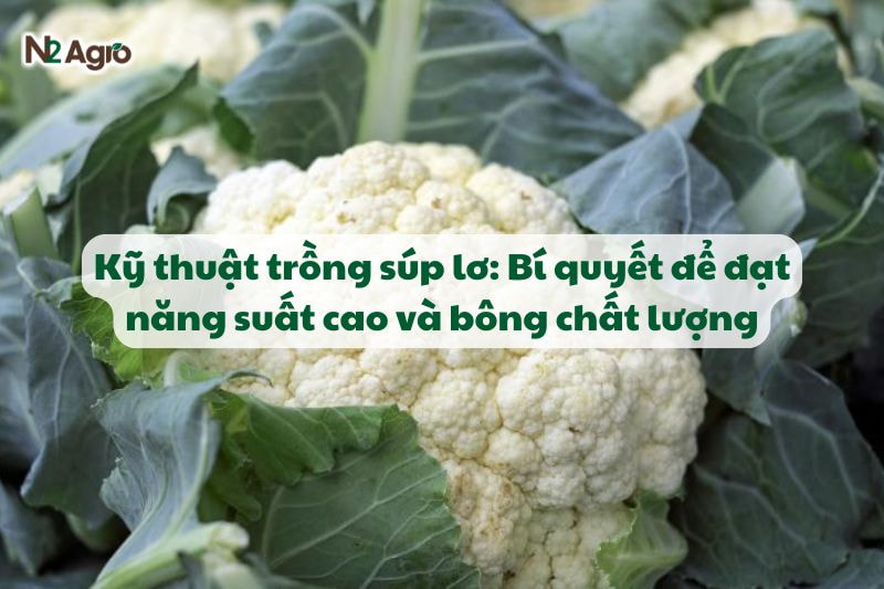 ky thuat trong sup lo bi quyet de dat nang suat cao bong chat luong N2Agro
