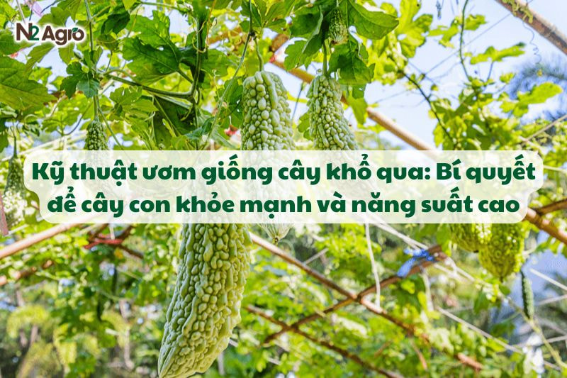 ky thuat uom giong cay kho qua bi quyet de cay con khoe manh va nang suat cao N2Agro
