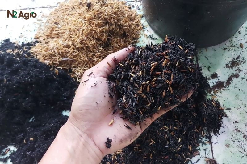 Kỹ thuật ươm giống dưa leo: Hướng dẫn chi tiết cho vụ mùa năng suất cao Xơ dừa và tro trấu cần xử lý kỹ để loại bỏ chất độc hại, tránh ảnh hưởng đến cây giống hiện nay.
