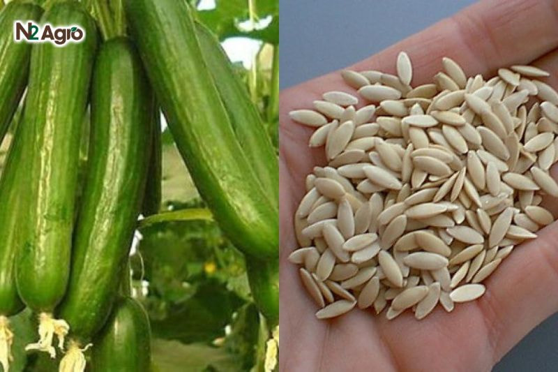 Kỹ thuật ươm giống dưa leo: Hướng dẫn chi tiết cho vụ mùa năng suất cao Chọn hạt chắc, không sâu bệnh, đảm bảo tỷ lệ nảy mầm cao và cây giống khỏe mạnh hiệu quả hơn.