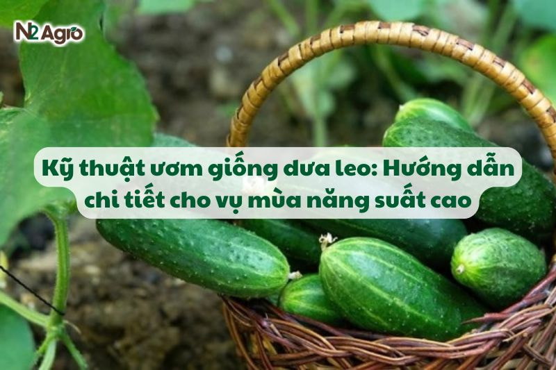 ky thuat uom giong dua leo huong dan chi tiet cho vu mua nang suat cao N2Agro