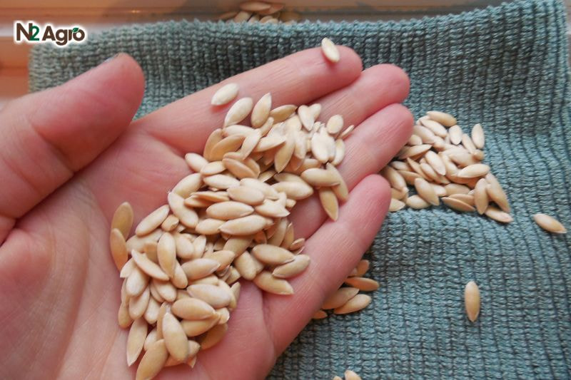 Kỹ thuật ươm giống dưa lưới: Bí quyết để cây con khỏe mạnh và phát triển tốt Chọn giống dưa lưới chất lượng cao hạt mẩy, đều, không sâu bệnh, phù hợp với khí hậu và đất đai địa phương