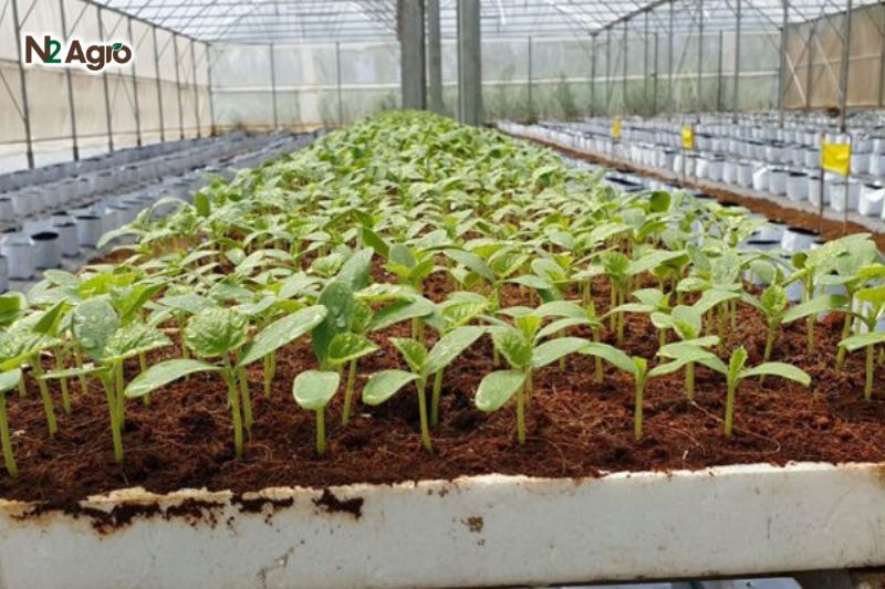 Kỹ thuật ươm giống dưa lưới: Bí quyết để cây con khỏe mạnh và phát triển tốt Sau 7-10 ngày, cây mọc 2-3 lá thật, bón phân NPK loãng đưa ra ánh sáng nhẹ để cây phát triển khỏe mạnh hiệu quả hơn