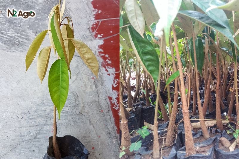 Kỹ thuật ươm giống sầu riêng – Bước đầu quan trọng trong quá trình trồng sầu riêng ky thuat uom giong sau rieng