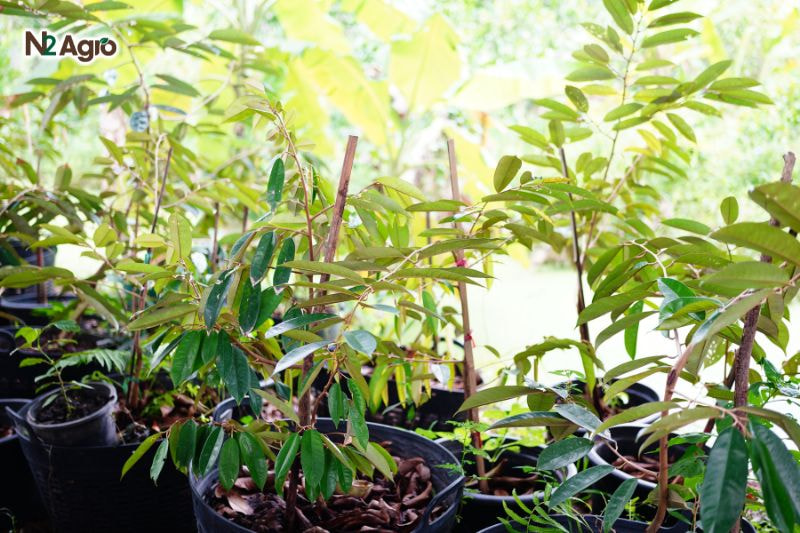 Kỹ thuật ươm giống sầu riêng – Bước đầu quan trọng trong quá trình trồng sầu riêng ky thuat uom giong sau rieng