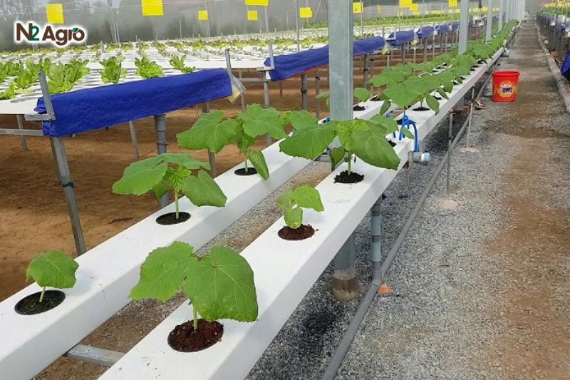 Kỹ thuật xuống giống dưa leo: Bí quyết cho vụ mùa năng suất cao Đặt bầu cây vào lỗ đã khoét, vùi đất kín gốc, dùng tay nén nhẹ để cây đứng vững hiện nay.