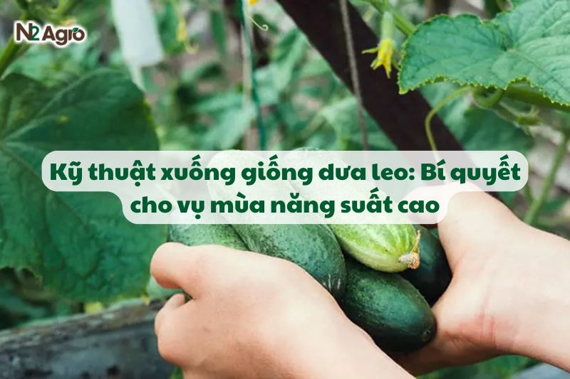 ky thuat xuong giong dua leo bi quyet cho vu mua nang suat cao N2Agro