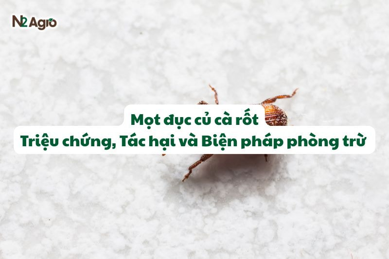 mot duc cu ca rot