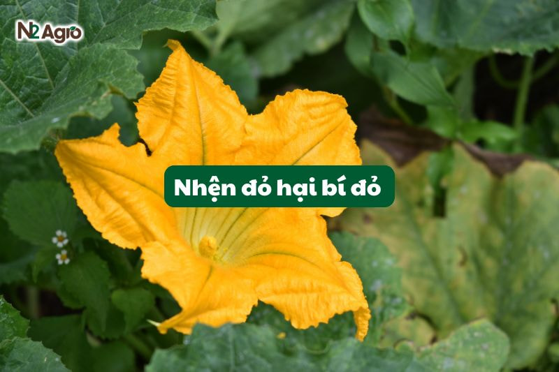 nhen do hai cay bi do
