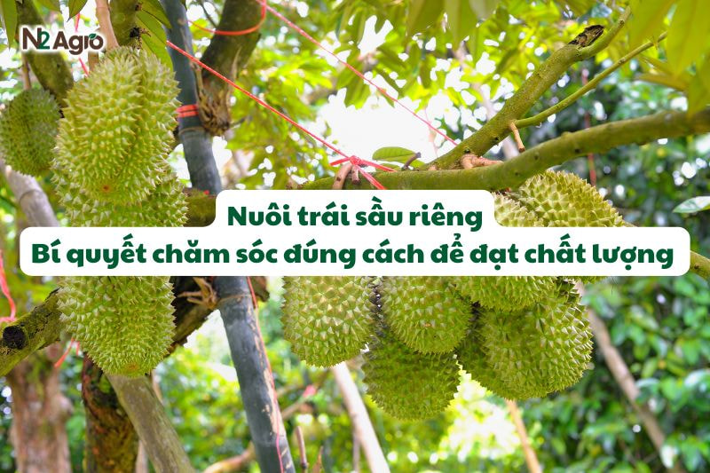 nuoi trai sau rieng bi quyet cham soc dung cach N2Agro