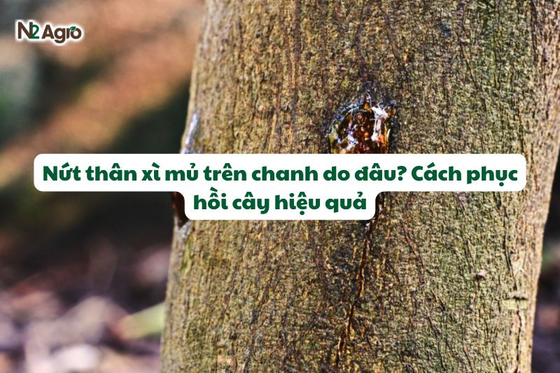 nut than xi mu tren chanh