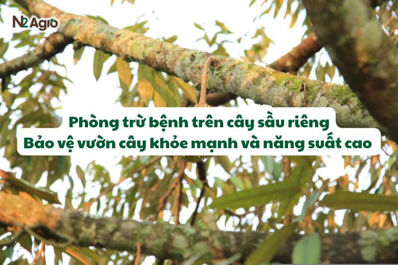 phong tru benh tren cay sau rieng