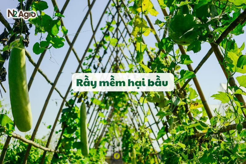 ray mem hai bau