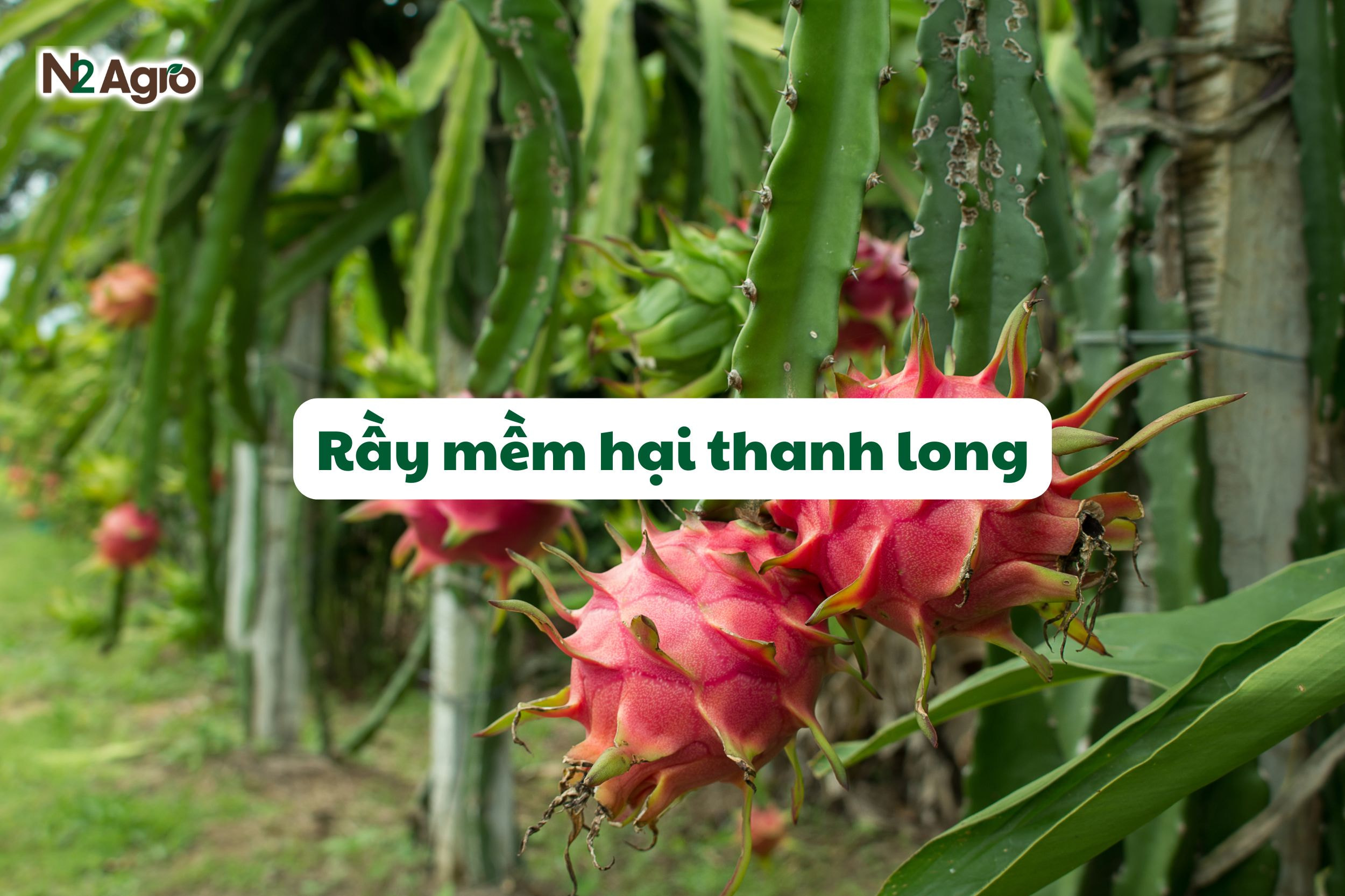 ray mem hai thanh long