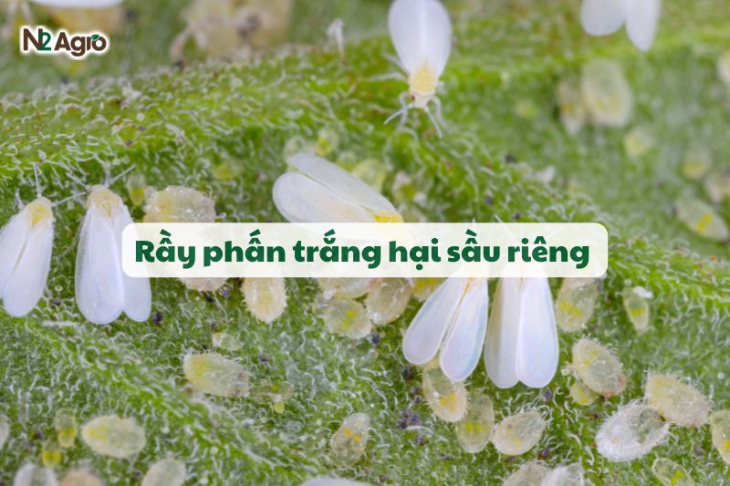 ray phan trang hai sau rieng