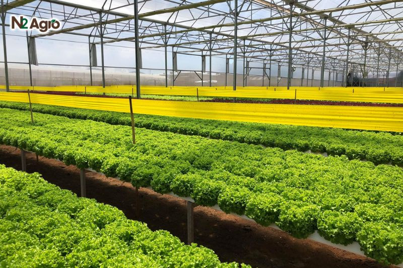 Rệp hại cải thìa: Đặc điểm và biện pháp phòng trừ hiệu quả Treo bẫy dính vàng hạn chế rệp phát triển hiệu quả hơn