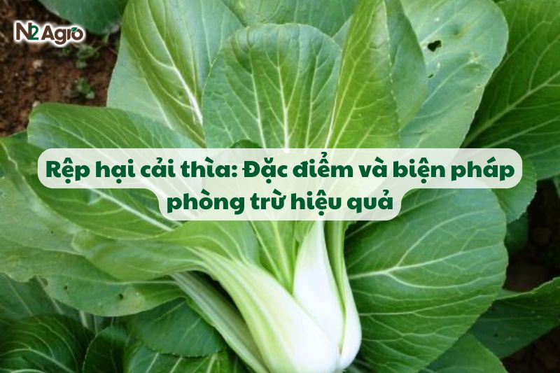 rep hai cai thia va bien phap phong tru hieu qua N2Agro