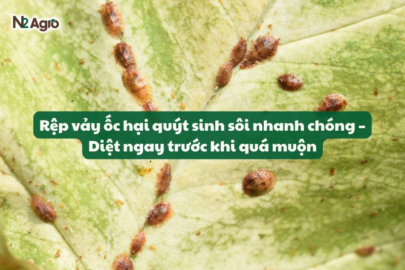 rep vay oc hai quyt
