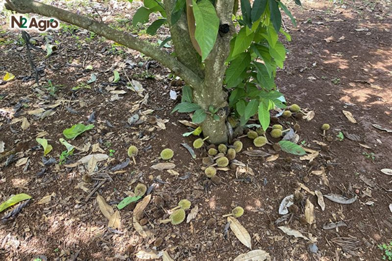 Rụng hoa trái non sầu riêng: Nguyên nhân và cách khắc phục hiệu quả Cây thiếu đạm, kali, vi lượng làm hoa, trái non không đủ sức phát triển, dễ rụng hiện nay.