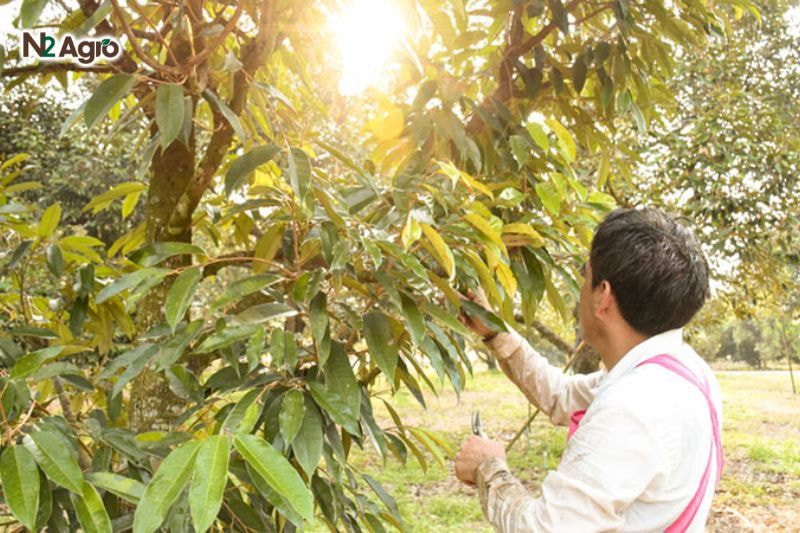 Rụng hoa trái non sầu riêng: Nguyên nhân và cách khắc phục hiệu quả Tỉa cành thừa, định hình tán để ánh sáng xuyên đều, giúp hoa, trái phát triển tốt hiệu quả hơn.