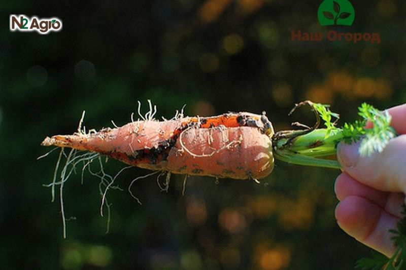 Ruồi đục củ hại cà rốt: Đặc điểm và biện pháp phòng trị hiệu quả Củ có lỗ nhỏ, sau lan rộng không đều, thịt củ đen, mềm, thối, chứa dòi ngoằn ngoèo hiệu quả hơn.