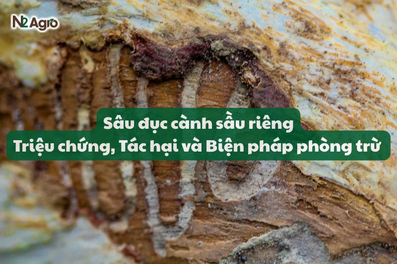 sau duc canh sau rieng