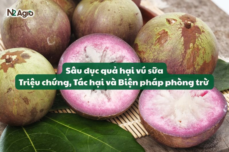 sau duc qua hai vu sua trieu chung tac hai bien phap phong tru N2Agro
