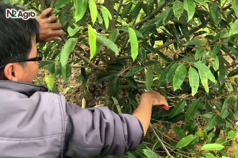 Sâu đục thân sầu riêng: Đặc điểm và biện pháp phòng trị hiệu quả Trồng sầu riêng mật độ vừa phải (8-10 m/cây), tỉa cành thông thoáng, vệ sinh tàn dư quanh vườn hiện nay.