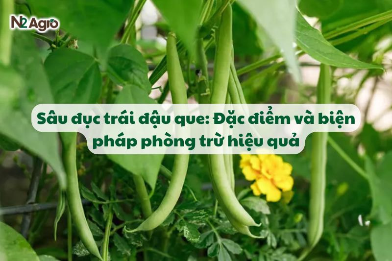 sau duc trai dau que va bien phap phong tru hieu qua N2Agro