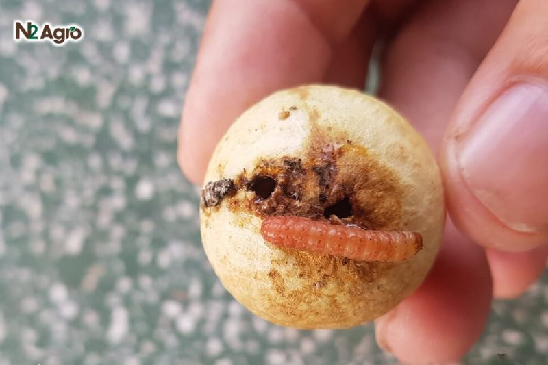 Sâu đục trái nhãn: Đặc điểm và biện pháp phòng trị hiệu quả Quả non biến dạng, rụng, quả lớn có vết đục, thối, mất giá trị thương phẩm