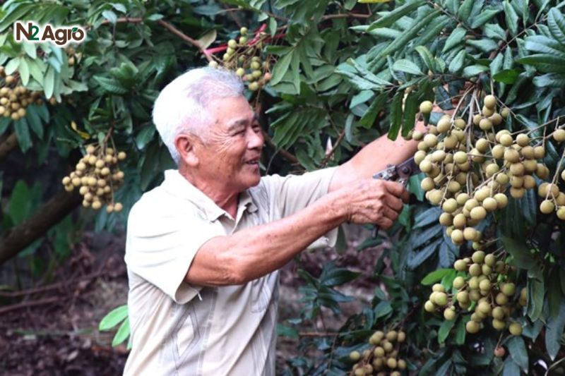 Sâu đục trái nhãn: Đặc điểm và biện pháp phòng trị hiệu quả Thăm vườn thường xuyên, nhặt bỏ hoa, quả rụng, làm sạch tàn dư để giảm nơi trú ẩn của sâu hiệu quả hơn.