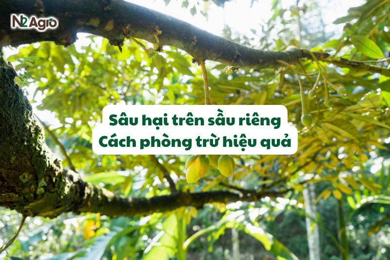 sau hai tren sau rieng cach phong tru hieu qua N2Agro
